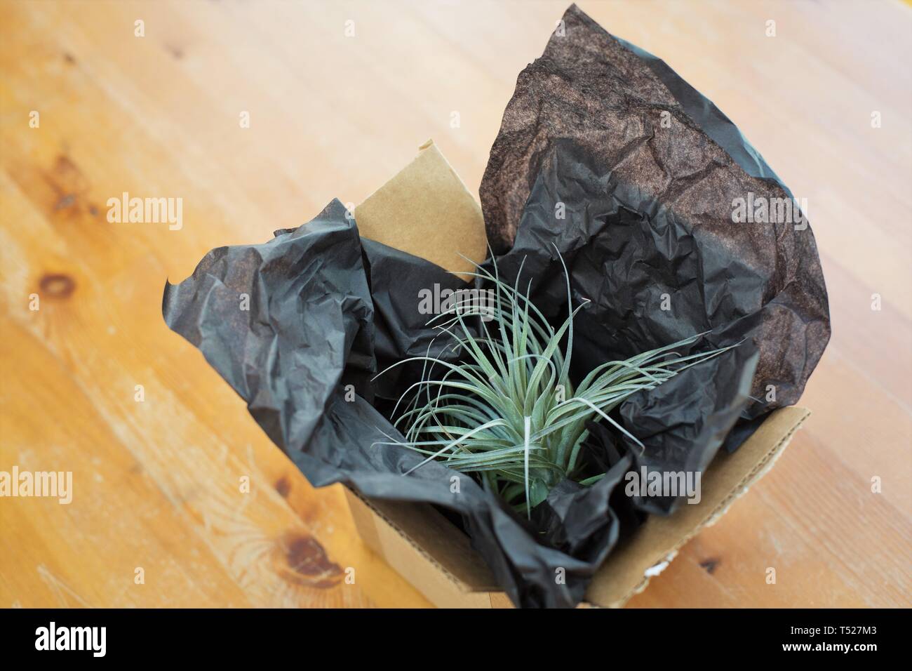 Une commande postale tillandsia plante dans un fort qui vient d'être ouvert. Banque D'Images