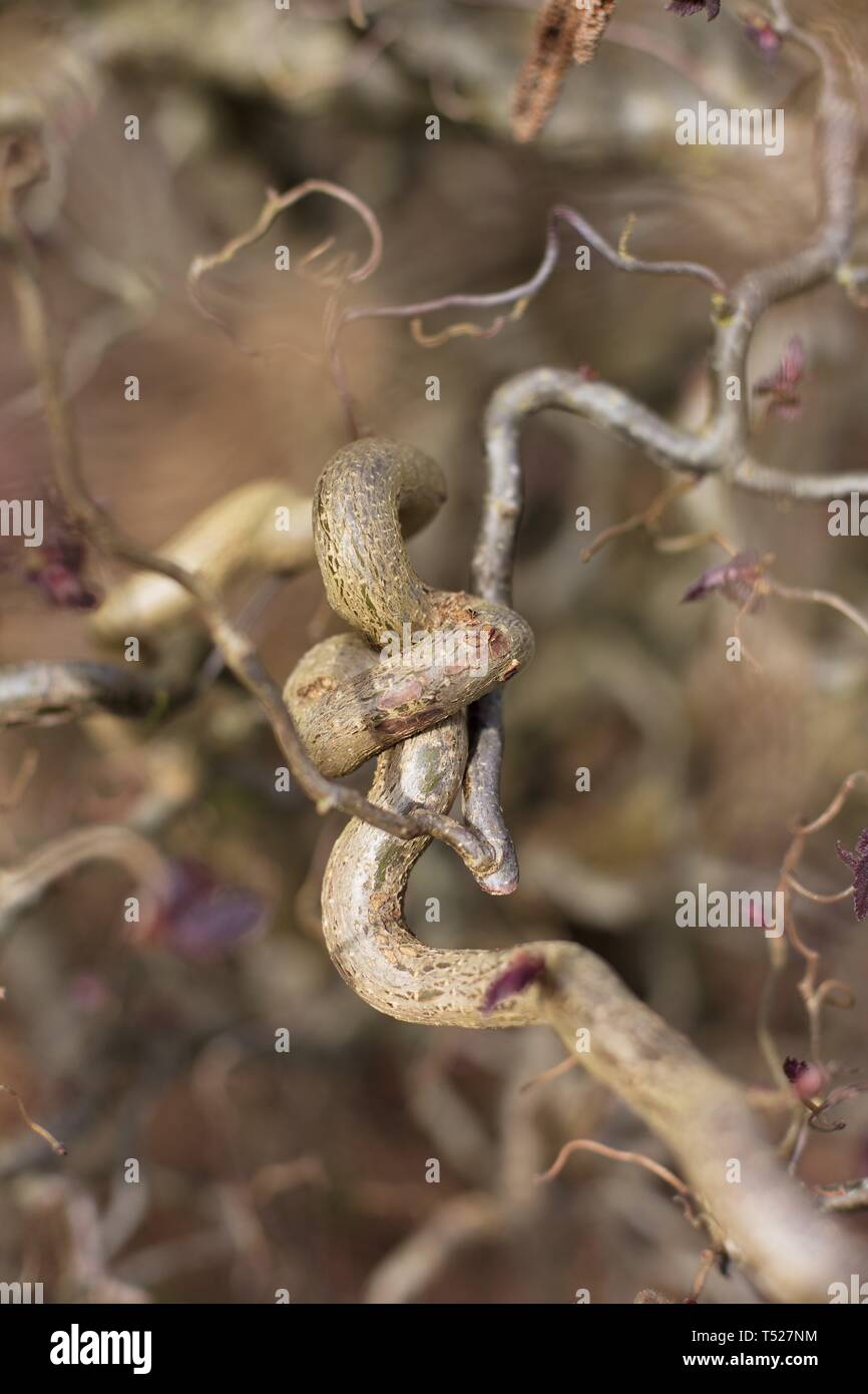 Corylus avellana 'Red Dragon' - feuilles pourpre onagre filbert, arbre à l'Oregon Garden à Silverton, Oregon, USA. Banque D'Images