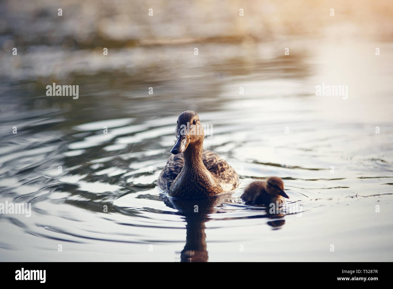 Le canard avec petit canard flottent dans la rivière Banque D'Images