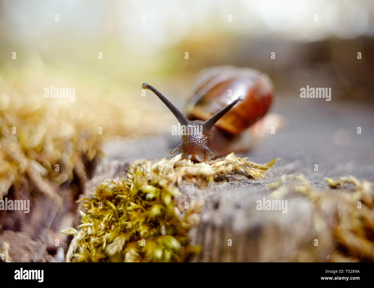 Petit escargot brun ramper dans l'environnement. Banque D'Images