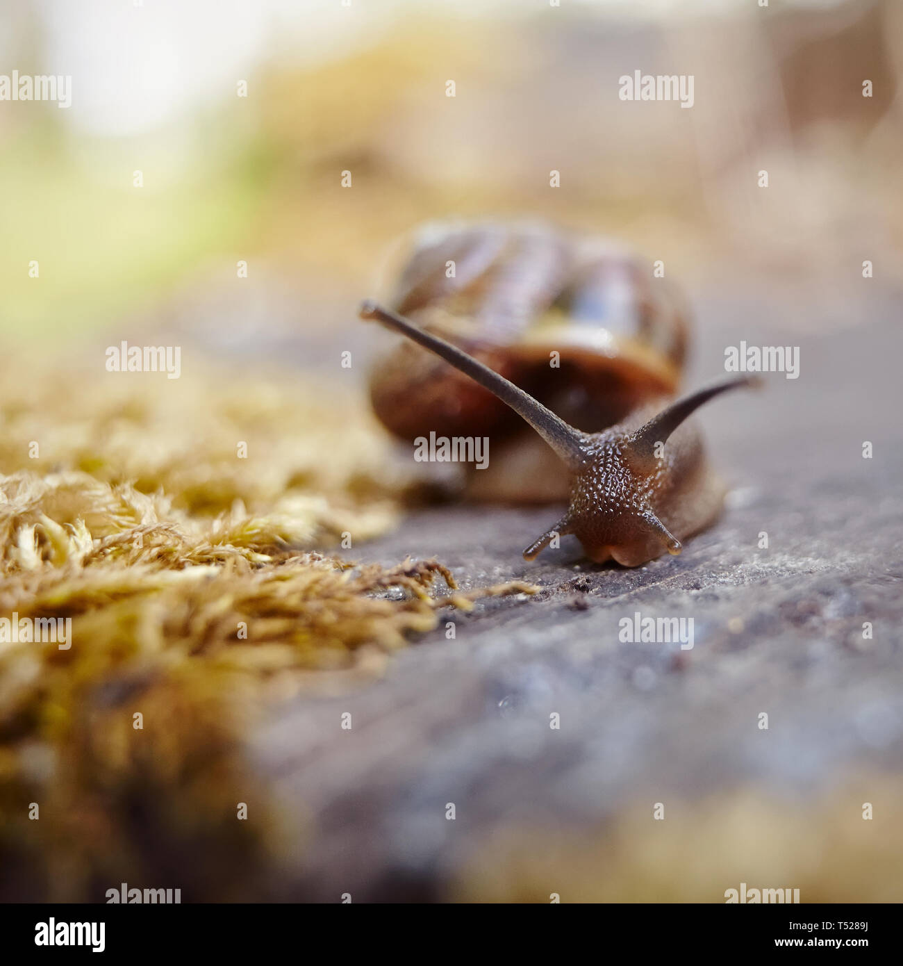 Petit escargot brun ramper dans l'environnement. Banque D'Images