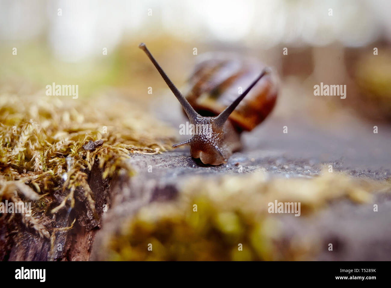 Petit escargot brun ramper et moss dans l'environnement. Banque D'Images