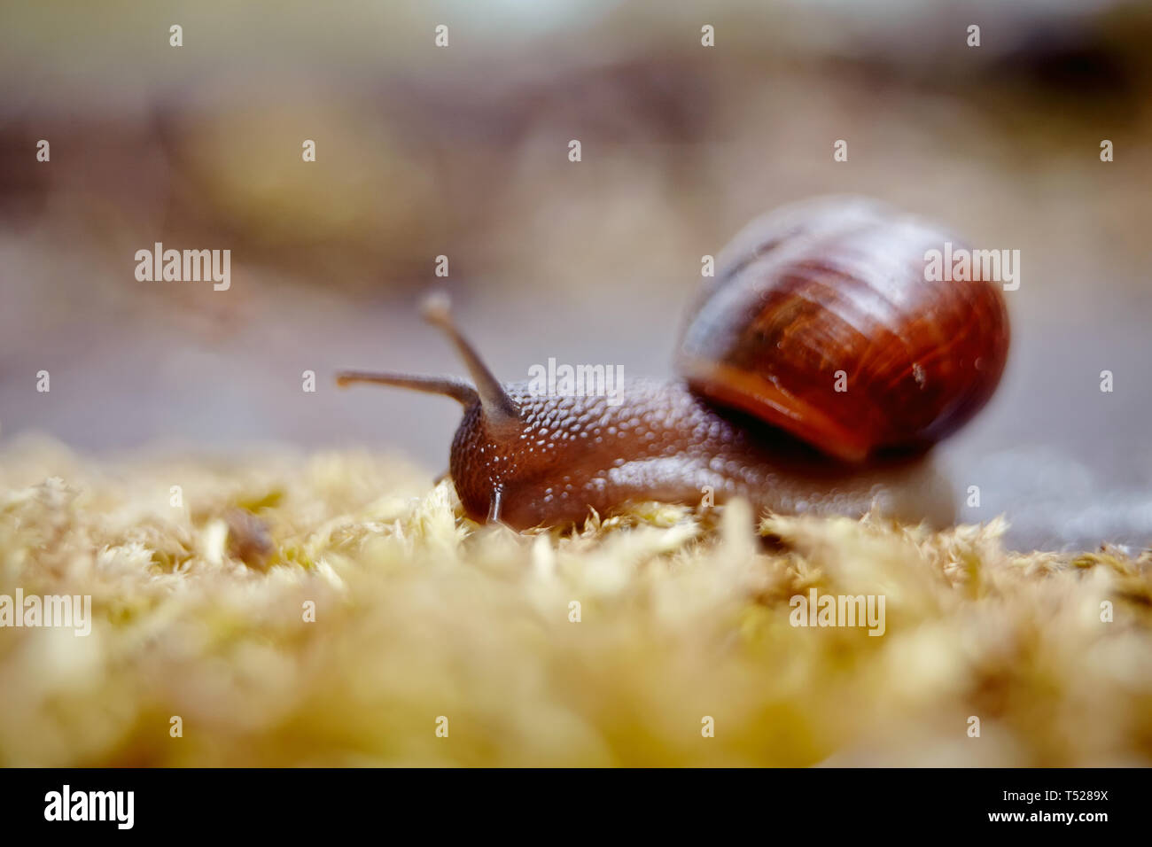 Petit escargot brun ramper et moss dans l'environnement. Banque D'Images