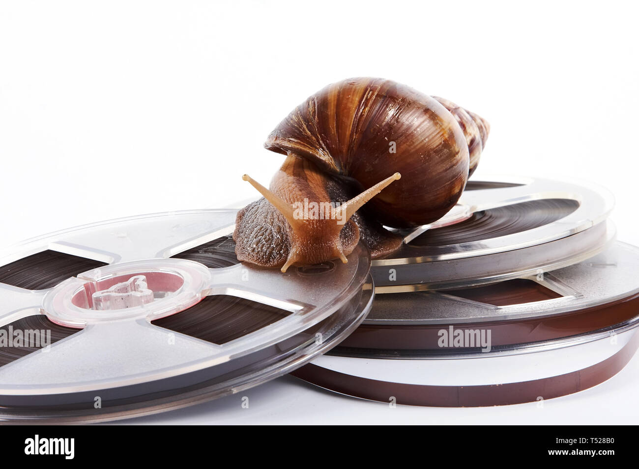 L'escargot rampe sur une bande de l'enregistreur sur un fond blanc Banque D'Images