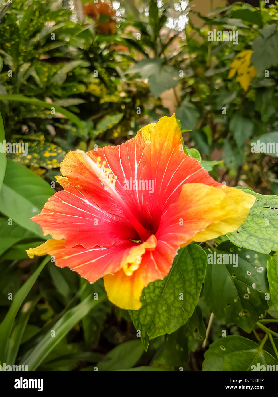 Fleur d'Hibiscus communément appelé Service de fleur en Asie, poussant dans un jardin d'accueil Banque D'Images