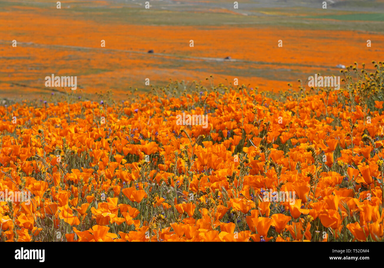 Coquelicots Orange. Eschscholzia californica. Super Bloom, pavot Antelope Valley Réserver State Park, Californie, USA. Banque D'Images