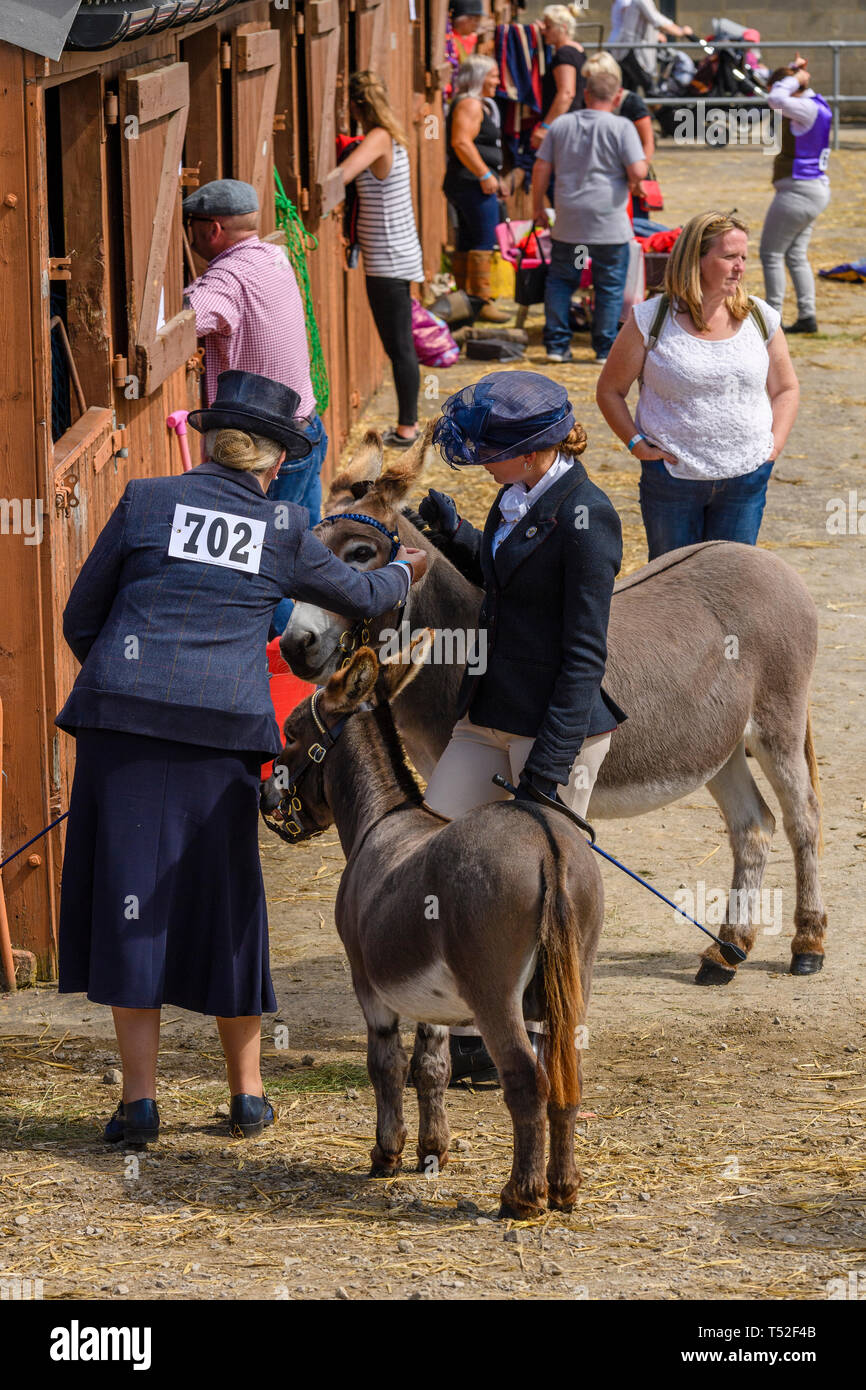 Des manipulateurs (achèvement équestres venus) préparer les animaux (âne & poulain) en cour comme stable sur les visiteurs d'équitation - Great Yorkshire Show, England, UK. Banque D'Images