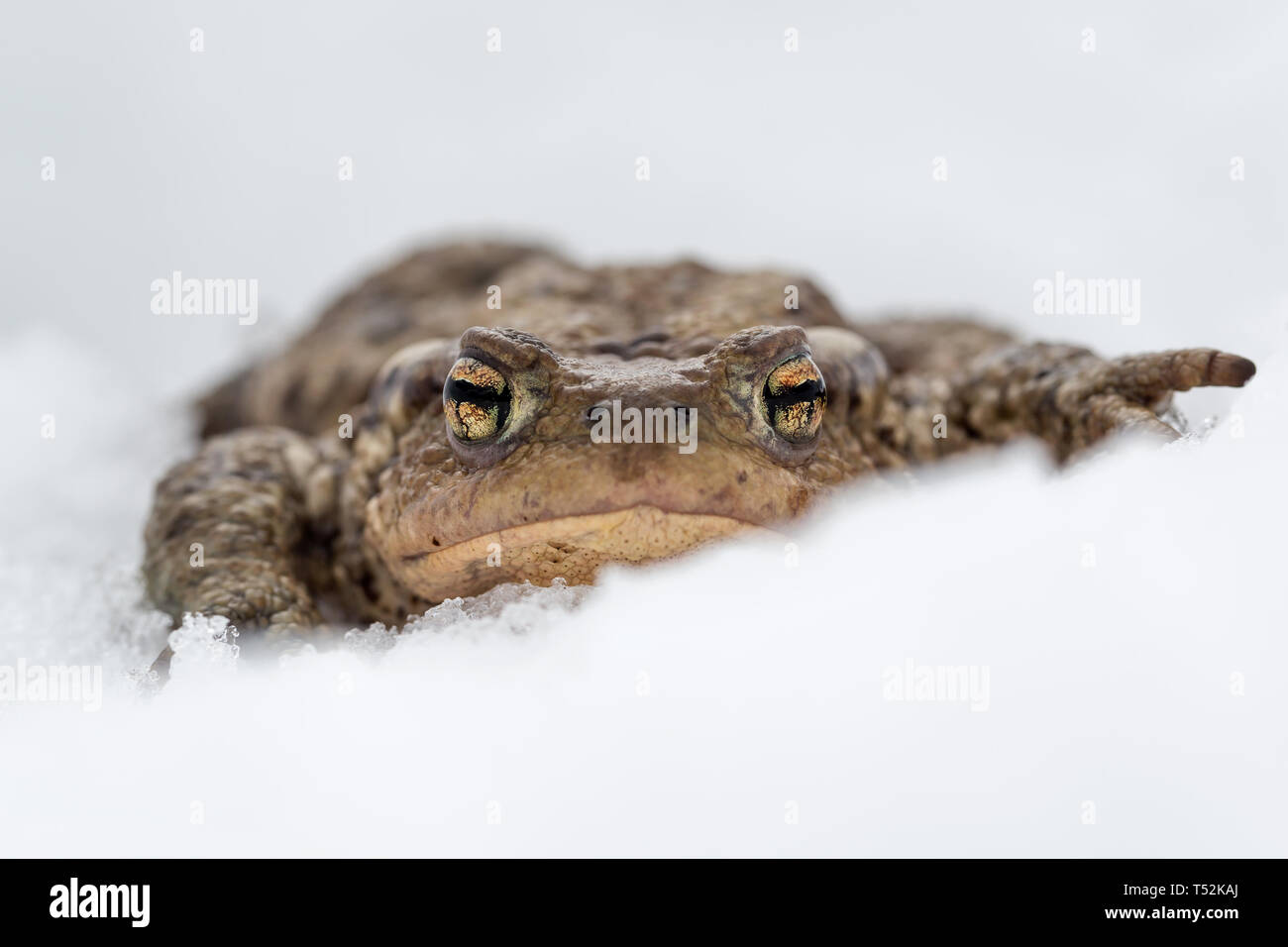 Portrait de crapaud commun dans la neige, les Alpes (Bufo bufo) Banque D'Images