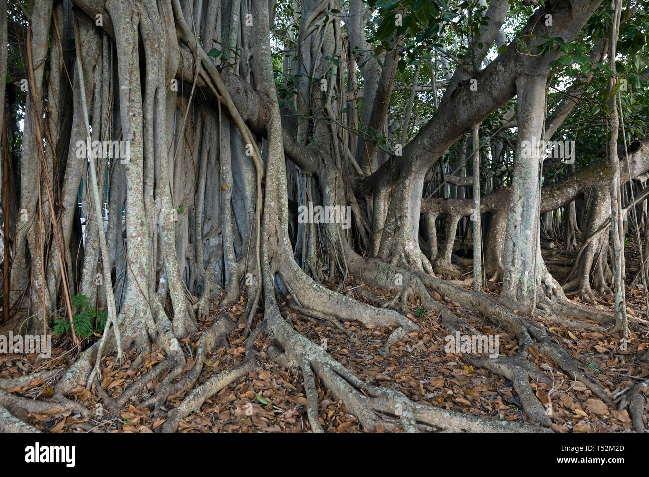 USA, Floride, Fort Myers, Edison & Ford Winter Estates. Cet arbre a été planté à la fin des années 1920, est l'un des plus grands banyans dans la zone continentale des États-Unis Banque D'Images