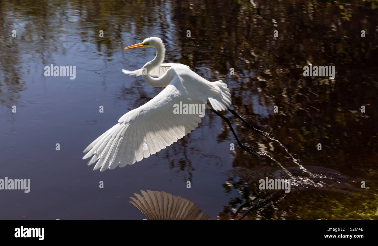 USA, Floride, l'île de Sanibel, Grande Aigrette Banque D'Images