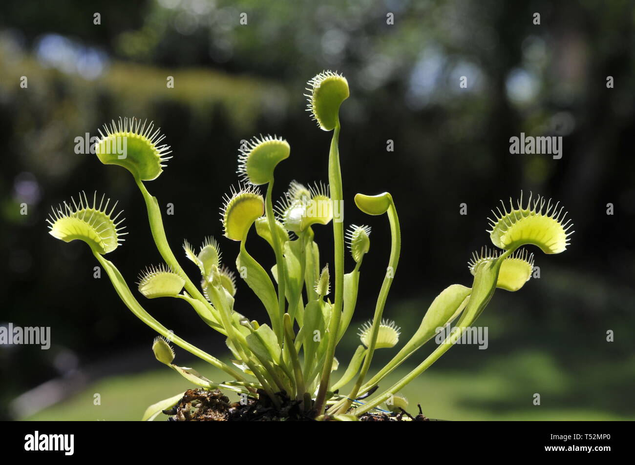 Venus flytrap, Dionaea muscipula Banque D'Images