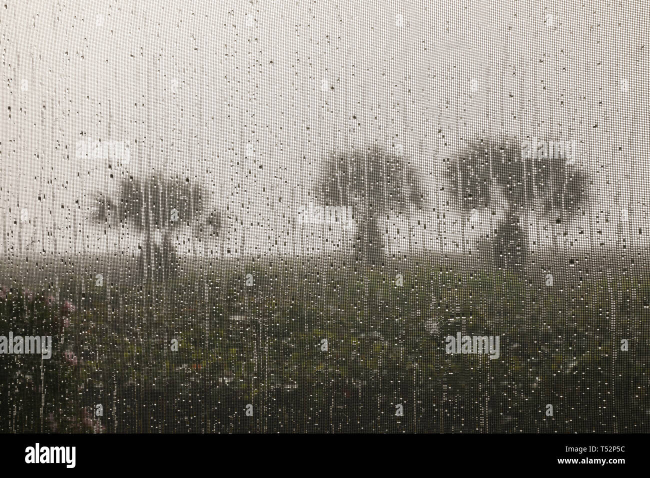 Palmiers vu à travers un écran de la fenêtre avec des gouttes de pluie Banque D'Images