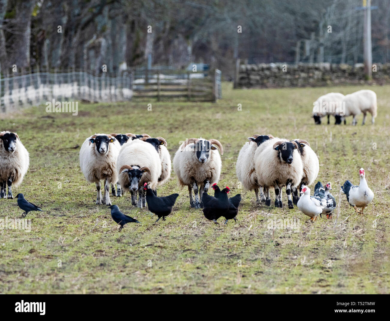 Scottish Blackface, de moutons et de canards de Barbarie Black Australorp poulets dans un champ Banque D'Images