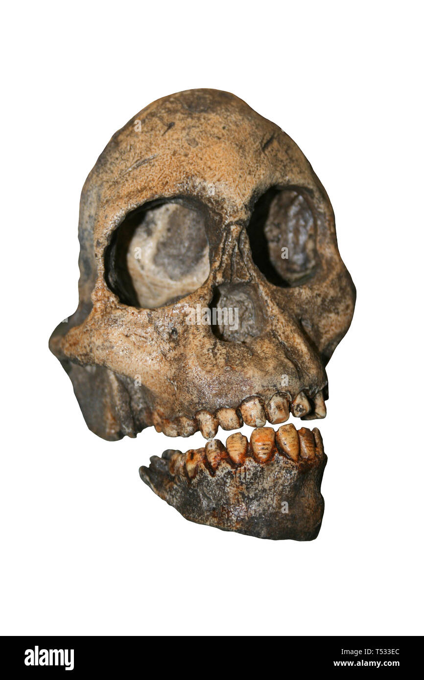 Enfant Taung Skull - Australopithecus africanus Banque D'Images