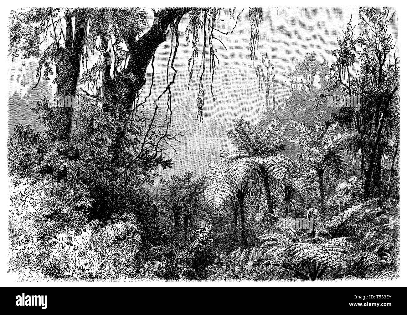 La forêt de montagne dans l'Himalaya oriental, anonym 1897 Banque D'Images