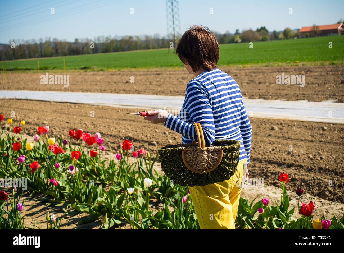Une femme avec un panier de promenades dans un champ de tulipes à la recherche au fleurs. Banque D'Images