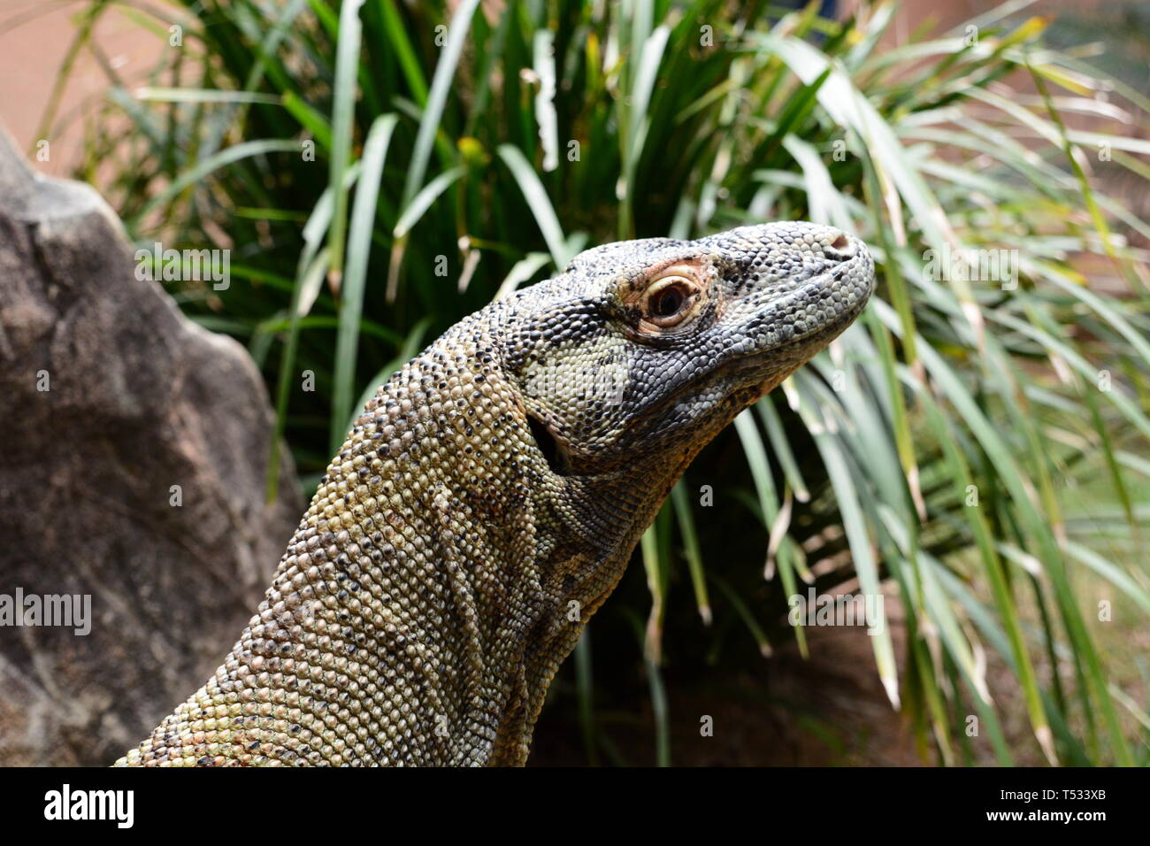 Dragon de Komodo libre. Wangetti. Le Queensland. L'Australie Banque D'Images