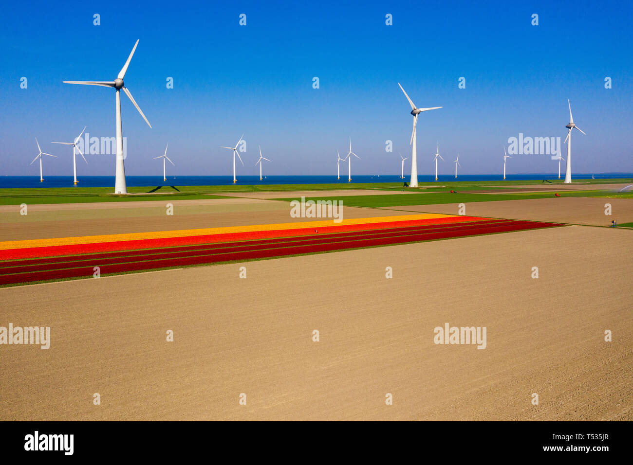 Paysage typiquement hollandais avec les éoliennes dans l'eau avec champ de tulipes violet / rouge sur l'avant-plan Banque D'Images