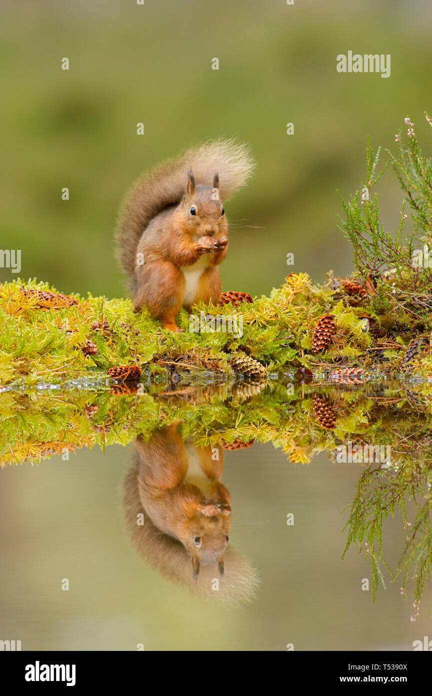 L'écureuil roux (Sciurus vulgaris) Black Isle, Ecosse, Royaume-Uni. Octobre 2015 Banque D'Images