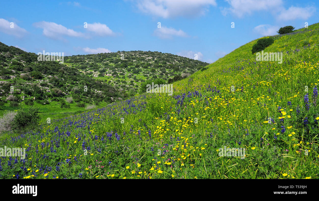 Green Hills dans Ella Valley. Lieu biblique. Banque D'Images