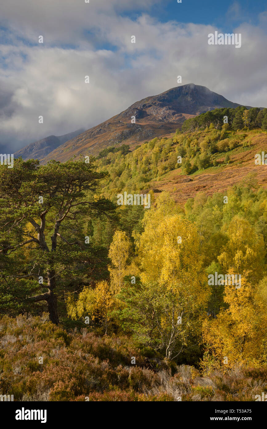 Bouleau (Betula pendula) et le pin sylvestre (Pinus sylvestris) forêt autour de River Affric, Glen Affric, Highlands, en Écosse. Octobre 2015 Banque D'Images
