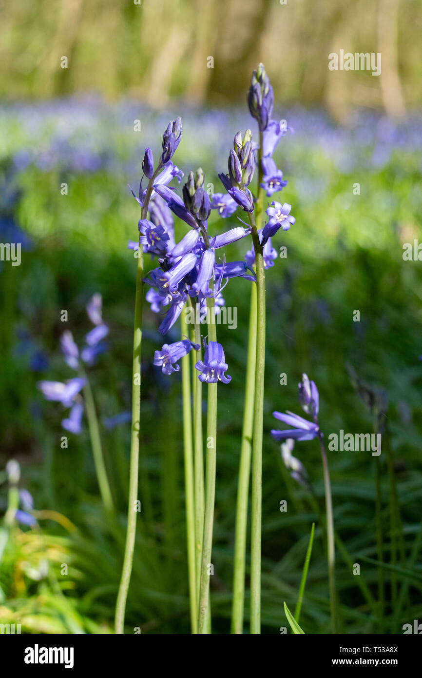 Anglais / bluebell bluebell commun (Hyacinthoides non-scripta) dans un bois, UK Banque D'Images