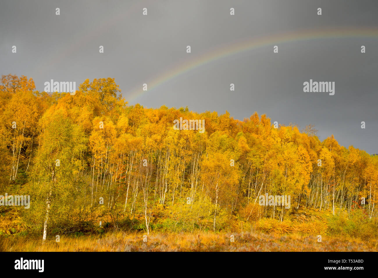 Bouleau (Betula pendula) forêt autour de River Affric avec rainbow, Glen Affric, Highlands, en Écosse. Banque D'Images