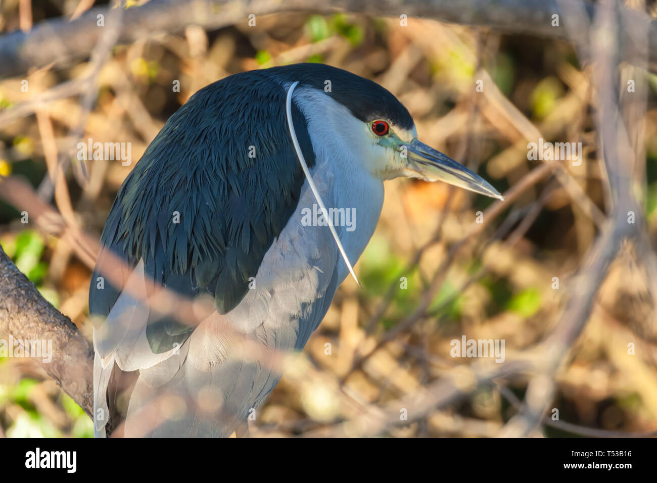 Des profils bihoreau gris (Nycticorax nycticorax), San Francisco, California, United States. Banque D'Images