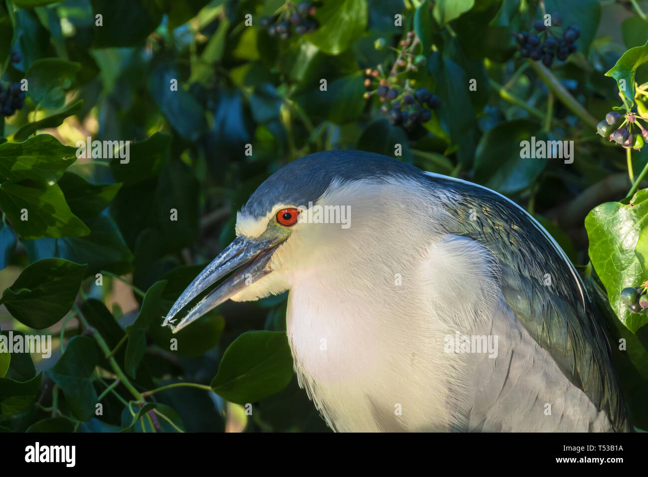 Des profils bihoreau gris (Nycticorax nycticorax), San Francisco, California, United States. Banque D'Images