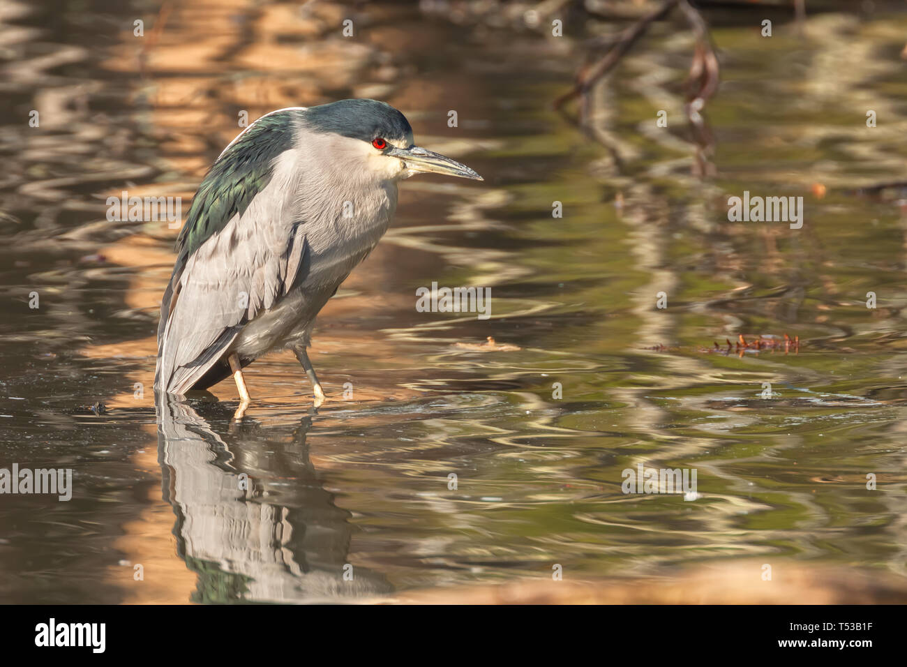Des profils bihoreau gris (Nycticorax nycticorax), San Francisco, California, United States. Banque D'Images