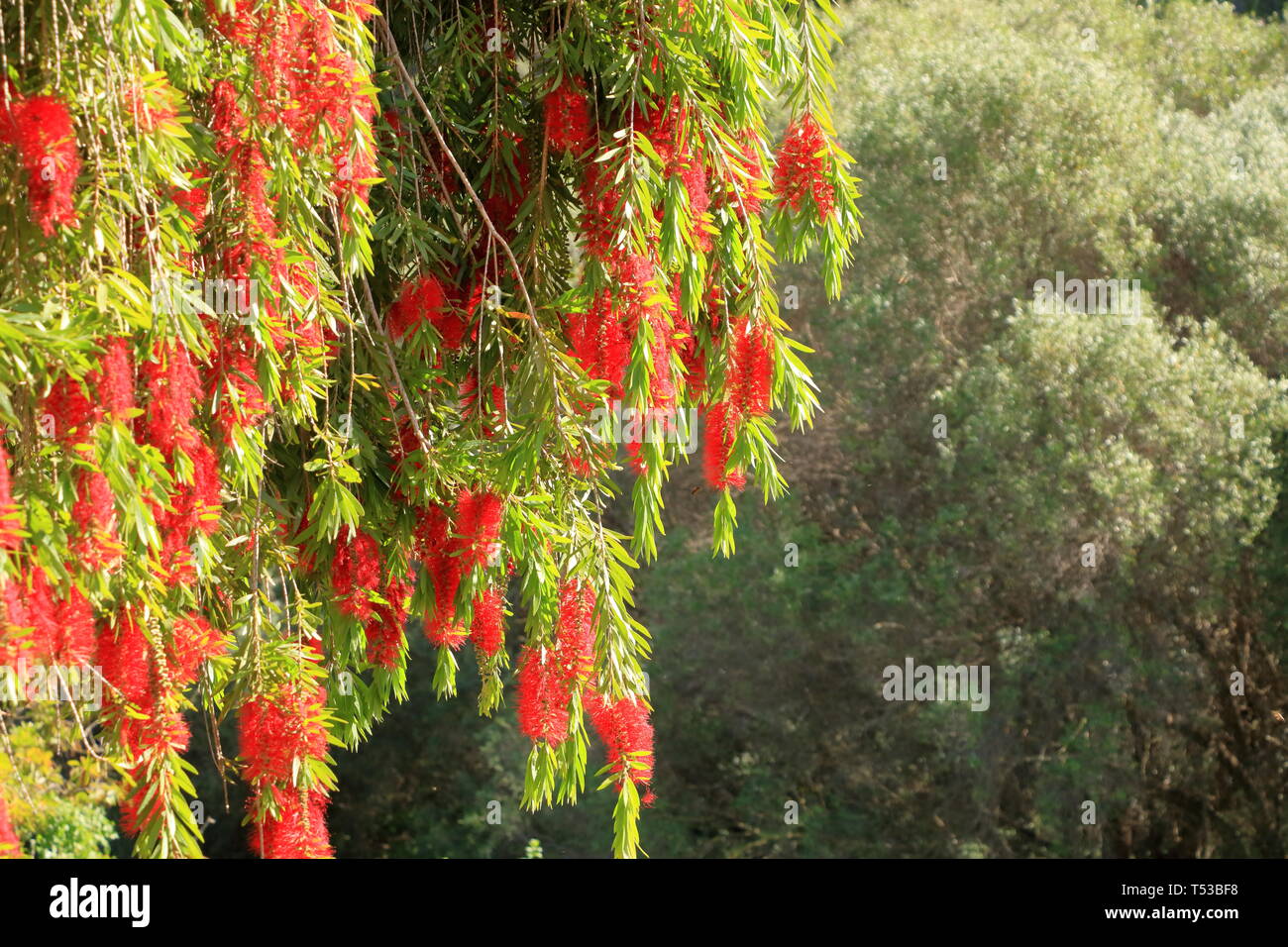 Des pleurs d'une brosse fleur contre le ciel bleu, Callistemon Viminalis Banque D'Images