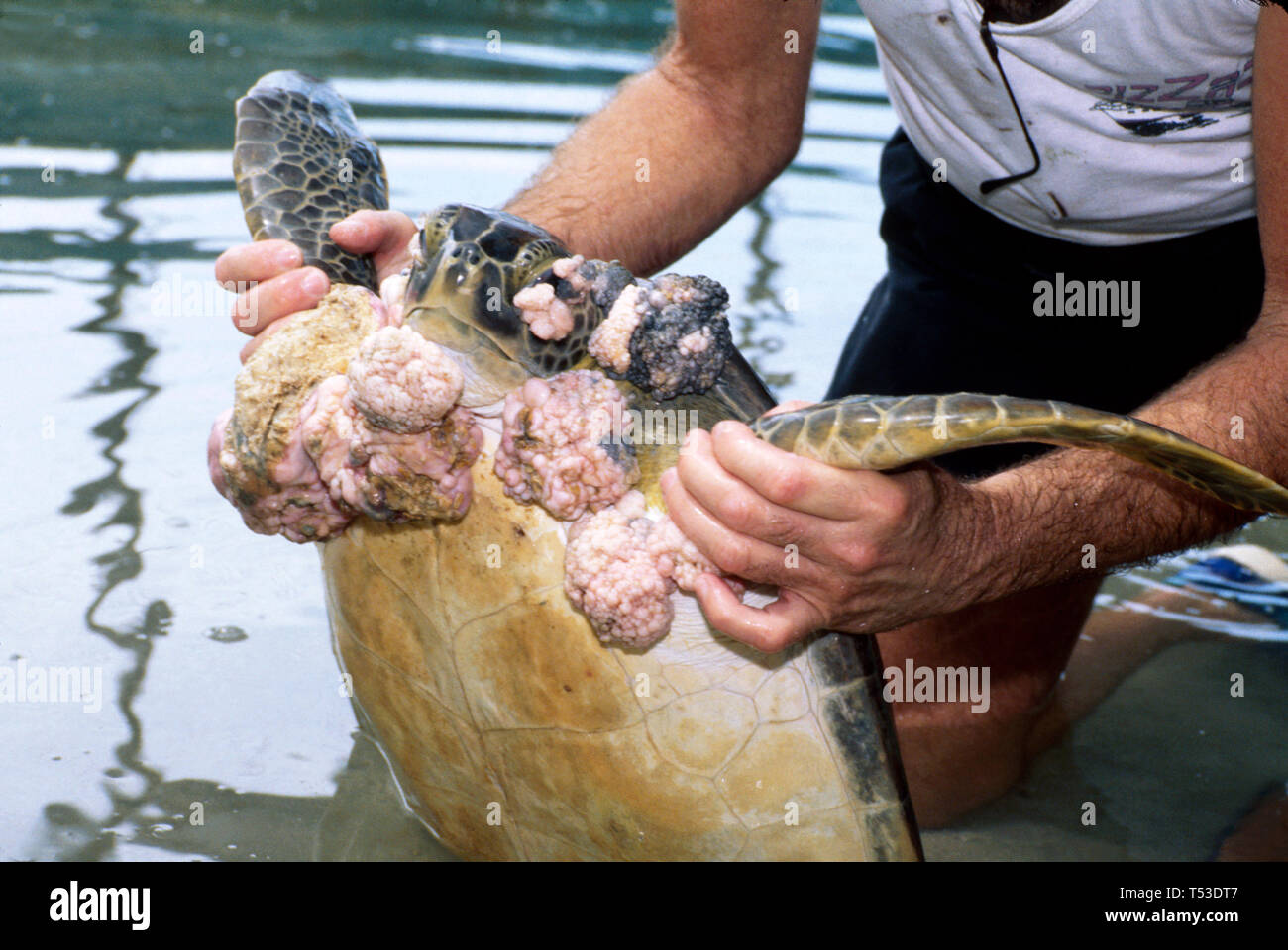 Marathon Florida Keys l'hôpital Turtle en voie de disparition menace de vie marine, espèces sauvetage libération tortues de mer fibropapillome maladie virale de tumeur, reha Banque D'Images