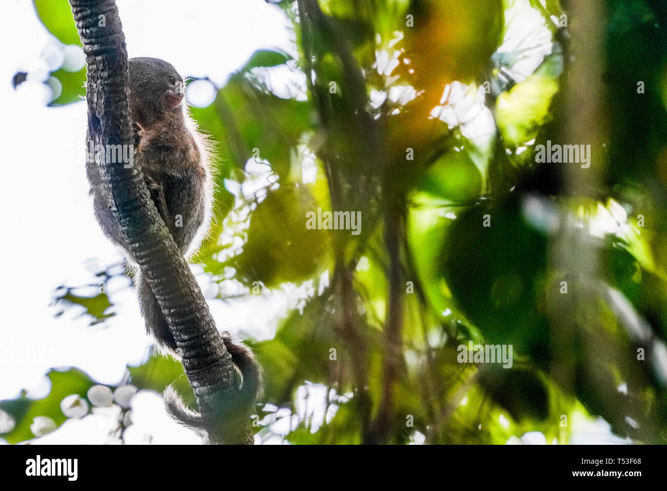 l-ouistiti-pygm-e-cebuella-pygmea-galement-connu-sous-le-nom-de