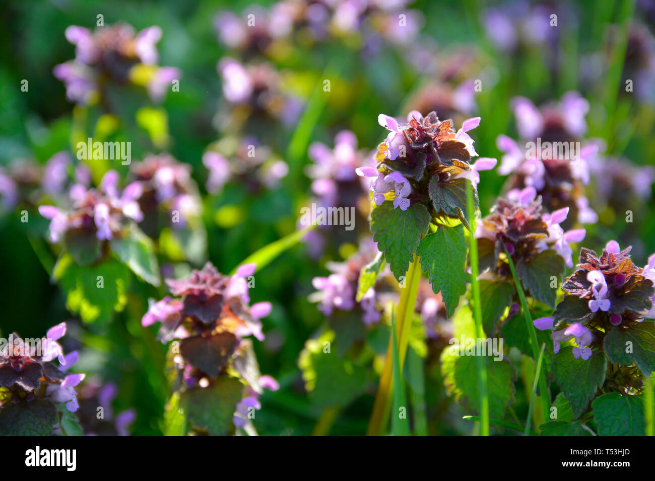 Close up de lamier pourpre fleur sauvage Lamium Purpureum dans la lumière du soleil du matin, Northamptonshire, Angleterre Banque D'Images