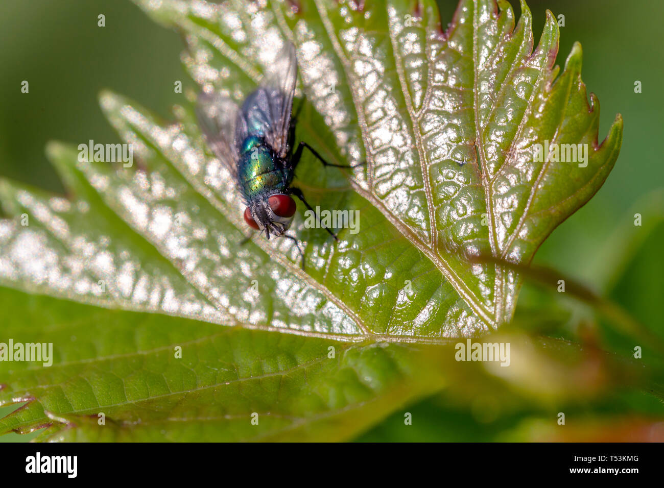 Mouche sur une feuille verte. D'un plan macro greenbottle (lucilia caesar). Banque D'Images