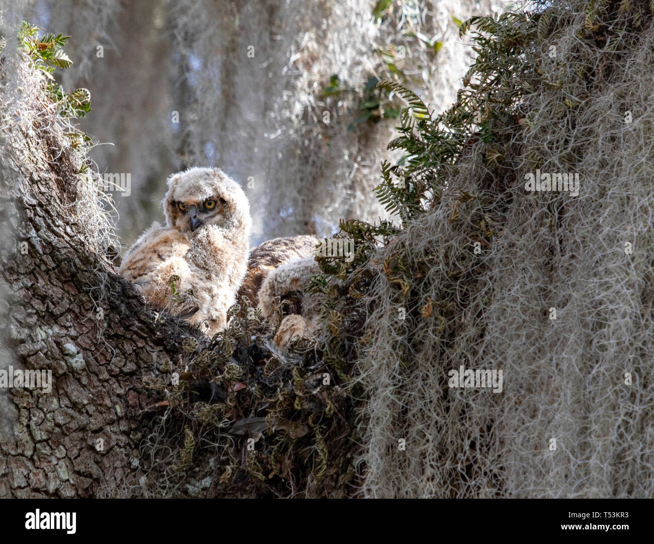 Caché dans la mousse espagnole dans les grands arbres le long du sentier de la chua de Gainesville, Floride a été une famille de Grand-duc d'Amérique Banque D'Images