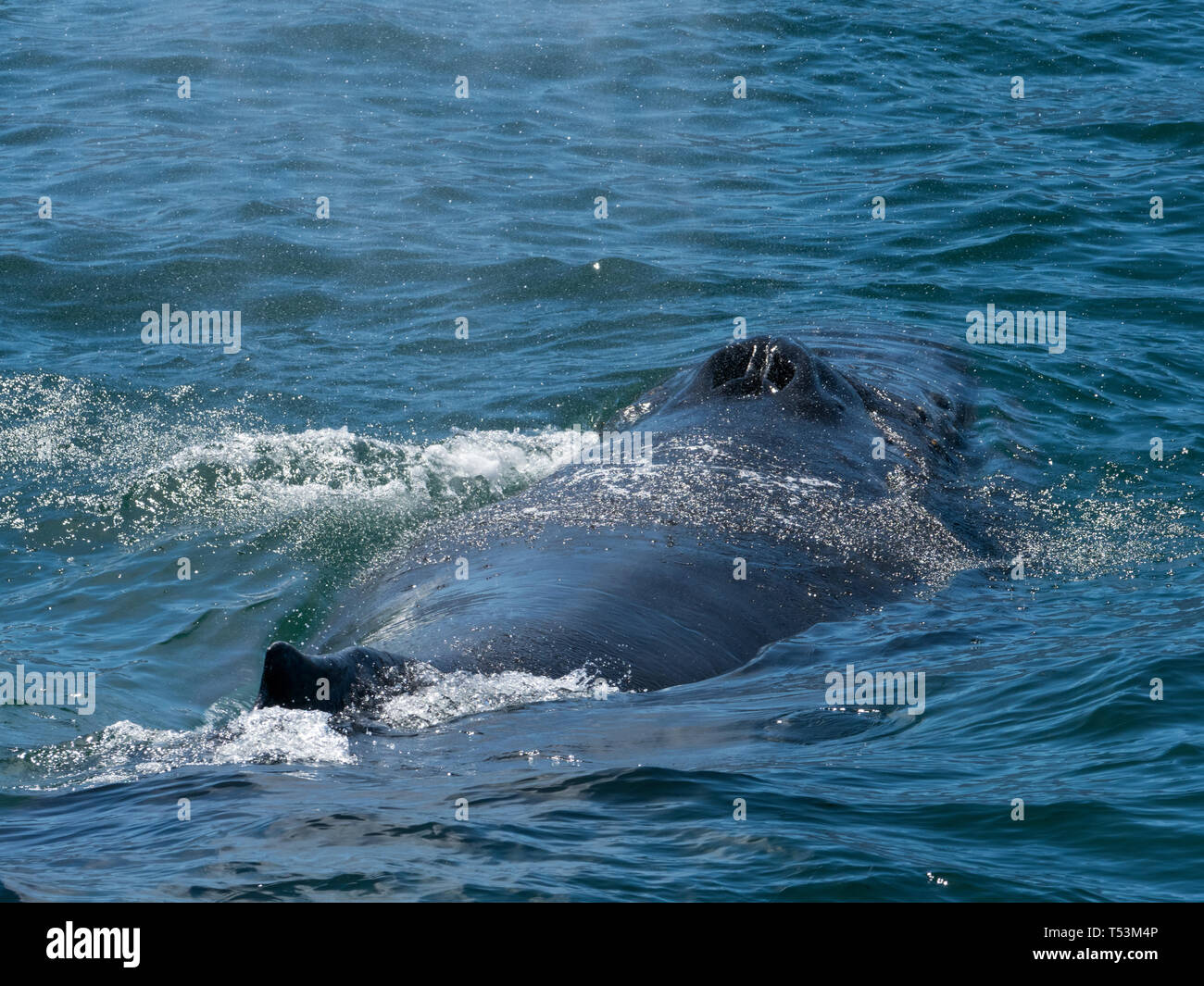 Un rorqual à bosse, Megaptera novaeanglidae, fente rss à la surface avec bouche montrant ses fanons à Baja au Mexique Banque D'Images