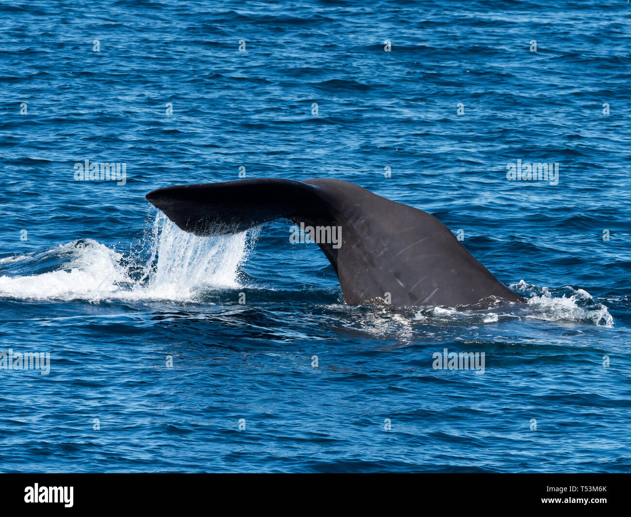 Un cachalot, Physeter macrocephalus, plus grande baleine, montrant sa queue queue comme il plonge profondément dans la mer de Cortez au Mexique, Baja Banque D'Images
