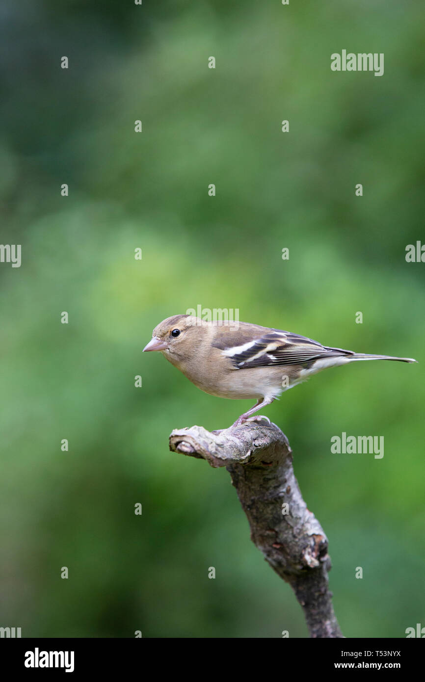 Chaffinch Fringilla coelebs femelle [ ] sur stick Banque D'Images