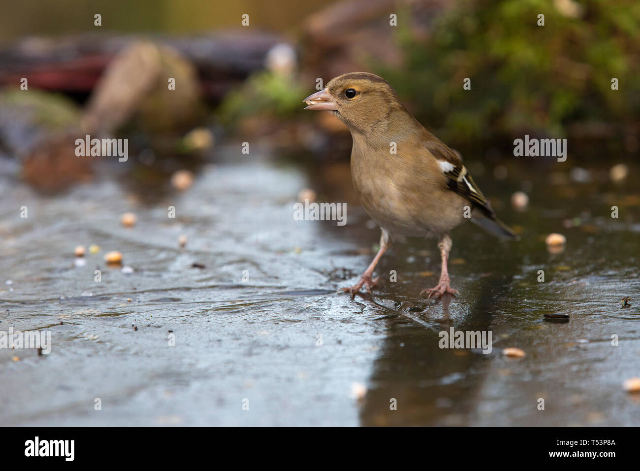Chaffinch Fringilla coelebs femelle [ ] manger les graines sur étang gelé Banque D'Images