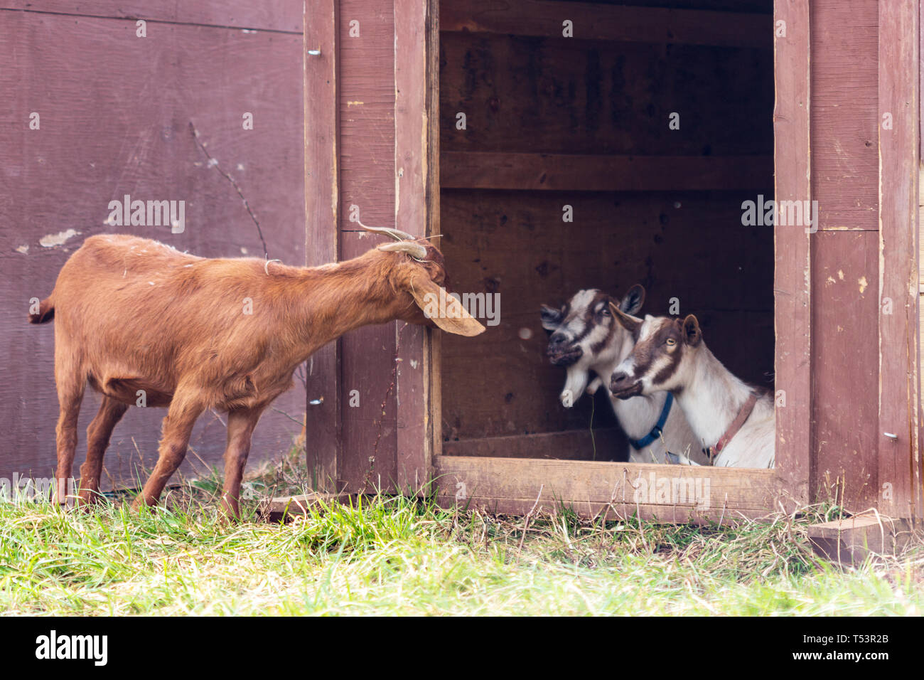 Visage De Chevre Banque D Image Et Photos Alamy