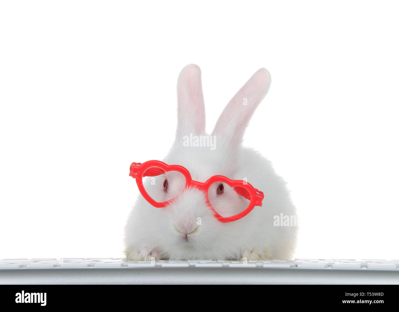 Portrait d'un adorable bébé lapin albinos portant des lunettes roses en  forme de coeur, les pattes sur le clavier de l'ordinateur à la visionneuse  à directement comme si l Photo Stock -
