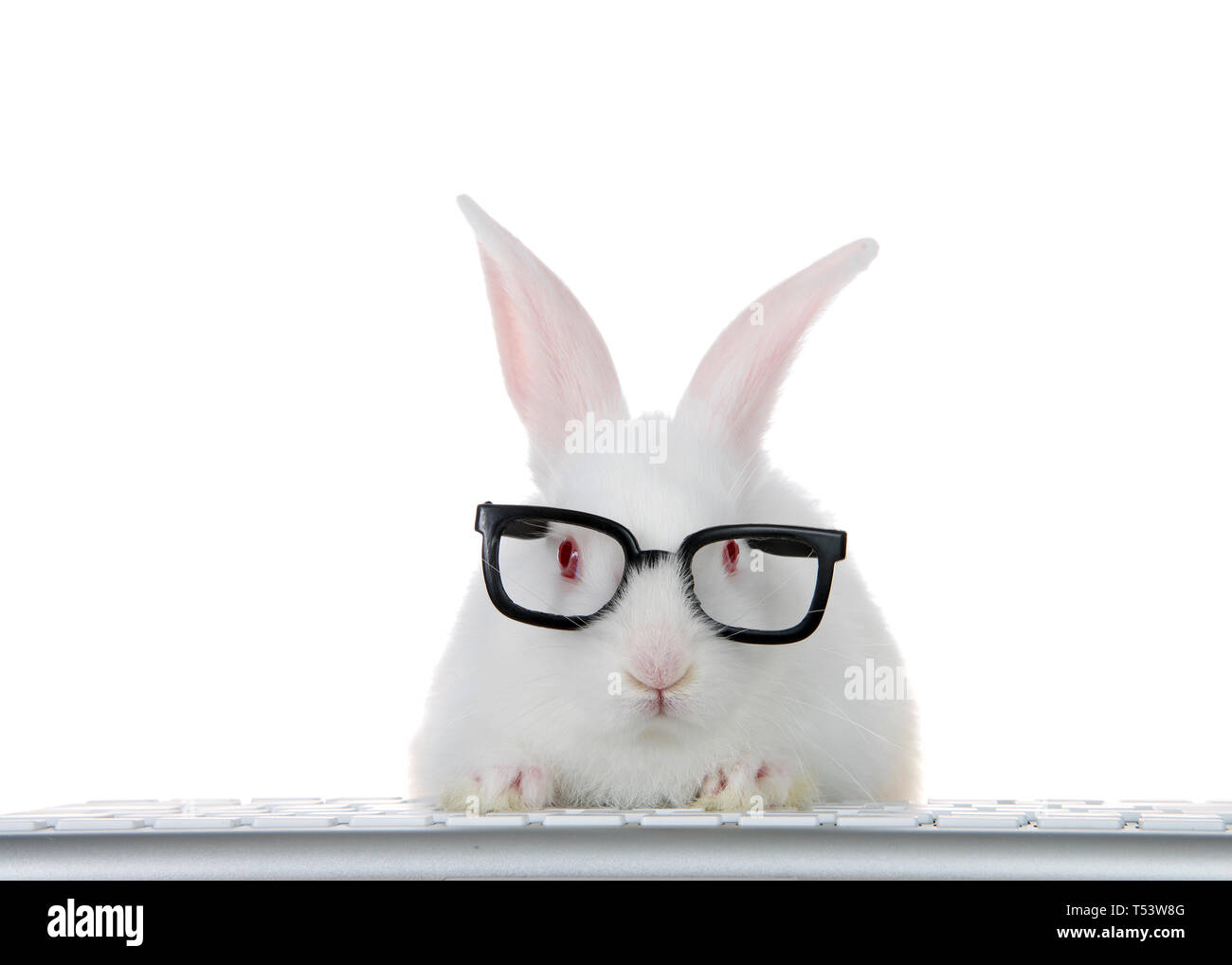 Portrait d'un adorable bébé lapin albinos portant des lunettes noires à la Geek intelligent, les pattes sur le clavier de l'ordinateur à la recherche directement à Banque D'Images