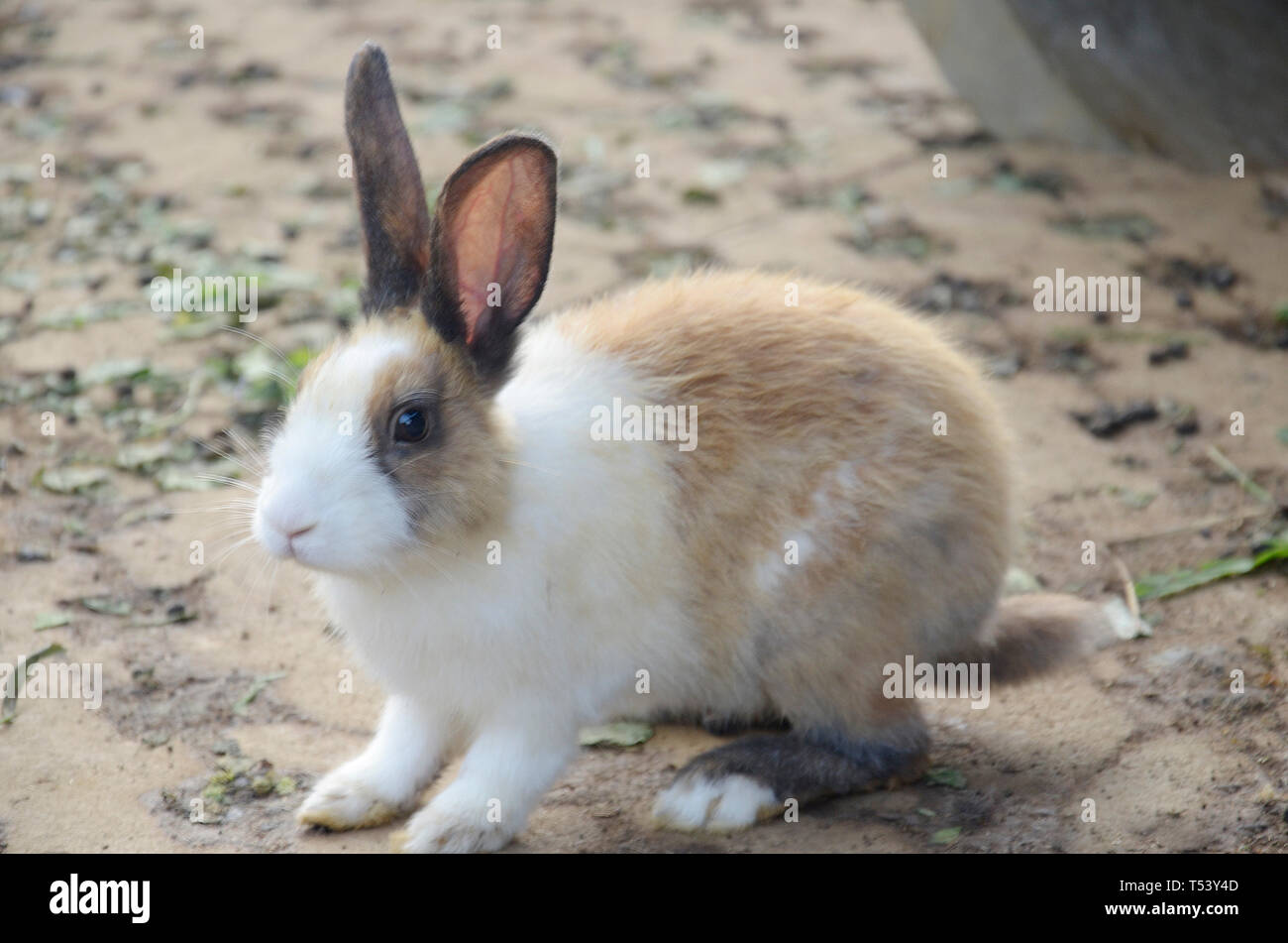 Ferme d'élevage de lapins, Banque D'Images
