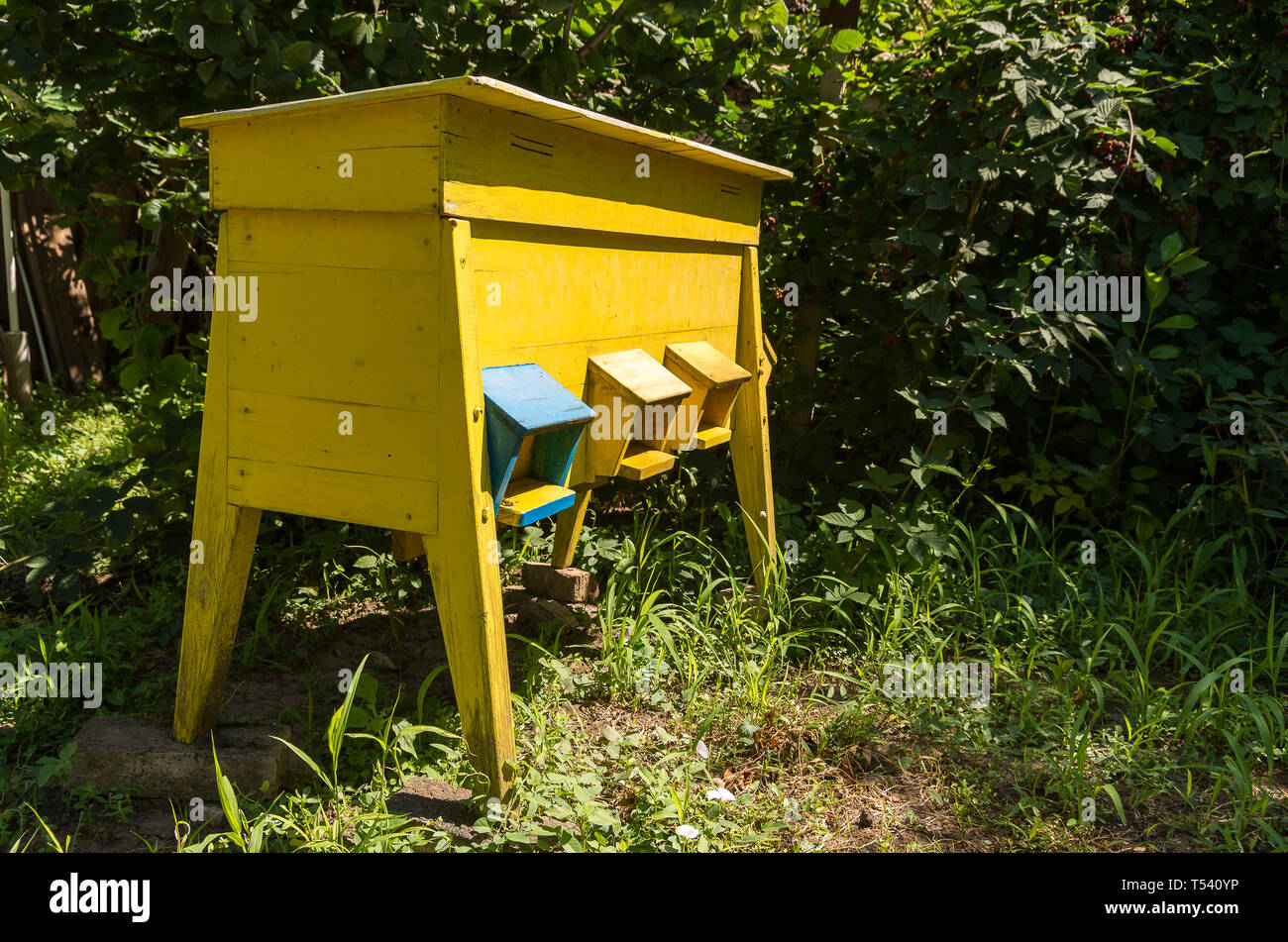 Big Yellow ruche en bois pour les abeilles sur les abeilles. Banque D'Images