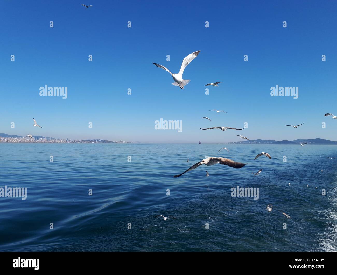 Des goélands volants et des vagues tranquilles Banque D'Images