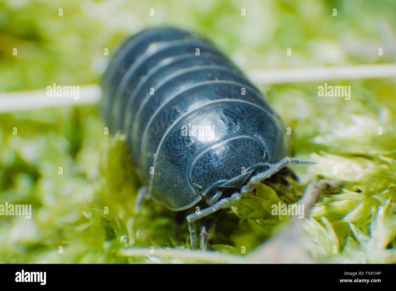 Comprimé Bug Armadillidium vulgare ramper sur fond vert mousse vue avant Banque D'Images