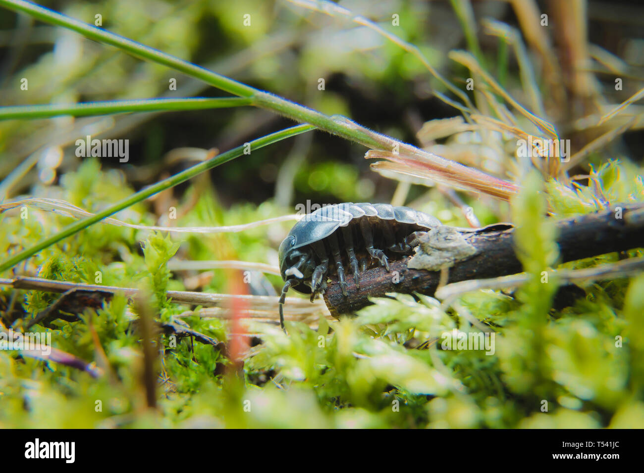 Comprimé Bug Armadillidium vulgare ramper sur fond vert mousse petit Banque D'Images