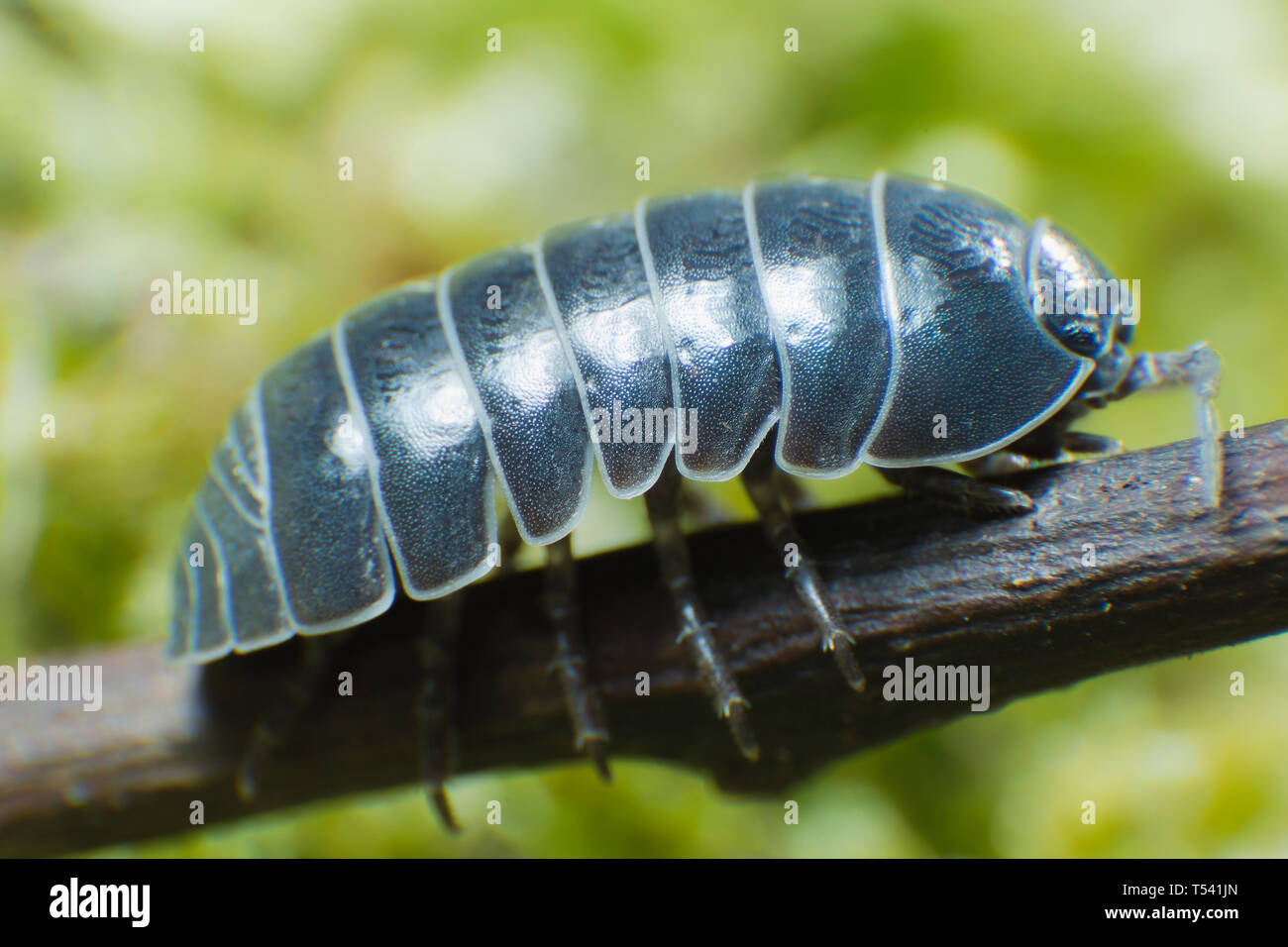 Comprimé Bug Armadillidium vulgare ramper sur fond vert mousse vue avant Banque D'Images