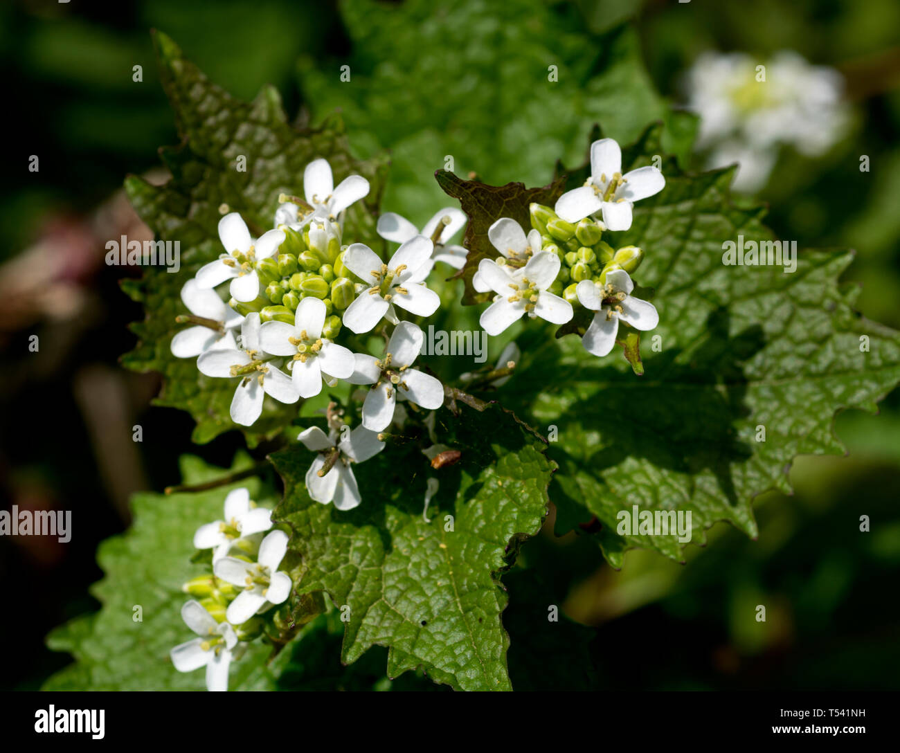 L'alliaire officinale (Alliaria petiolata), Warwickshire, UK Banque D'Images